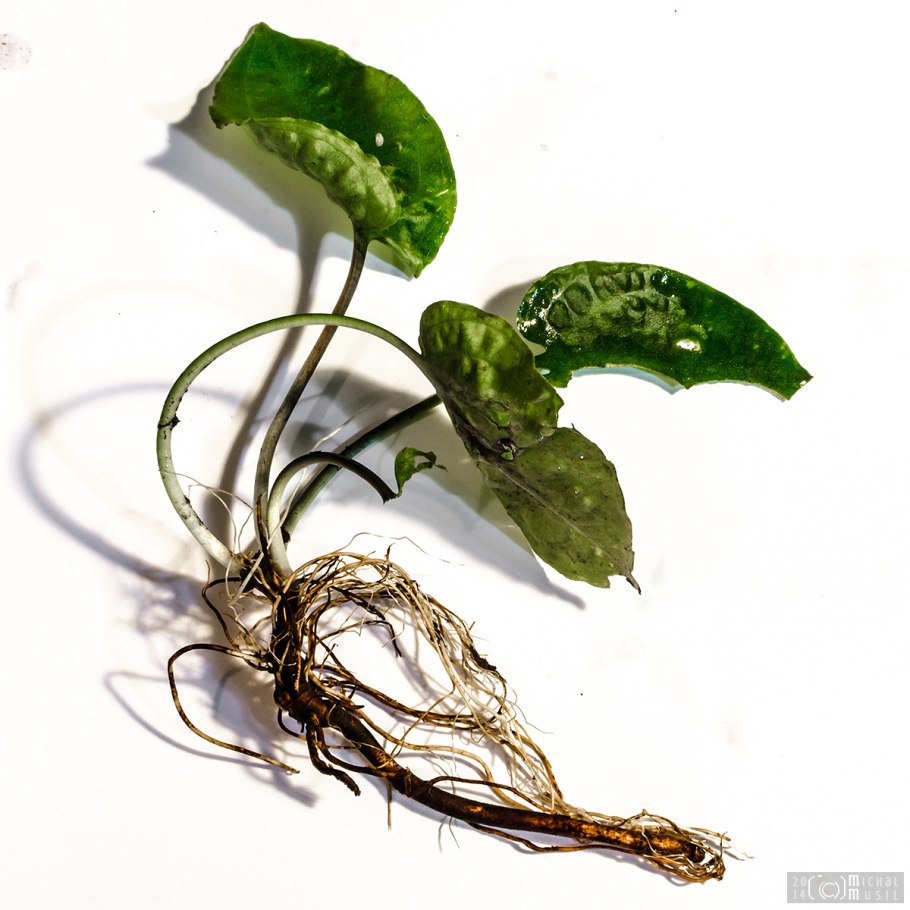 Криптокорина устериана Рэд