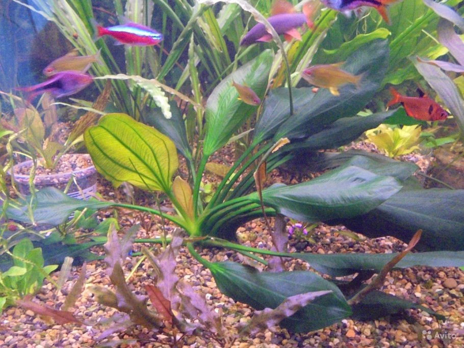 Эхинодорус Шлютера леопард