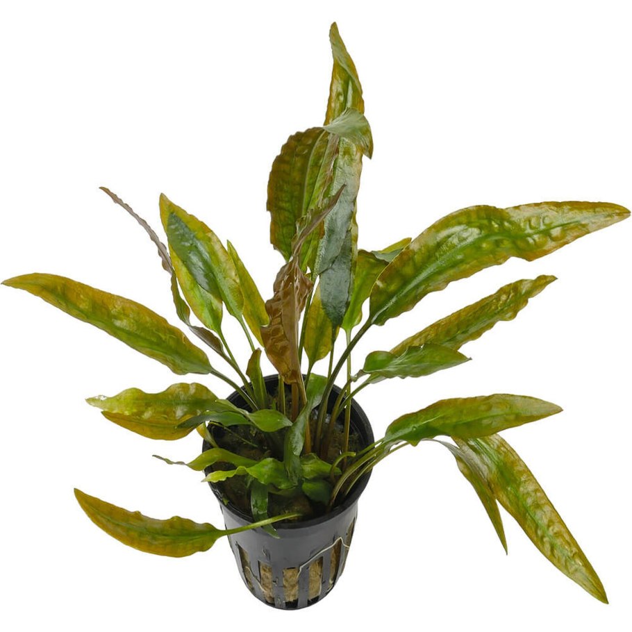 Криптокорина Устери