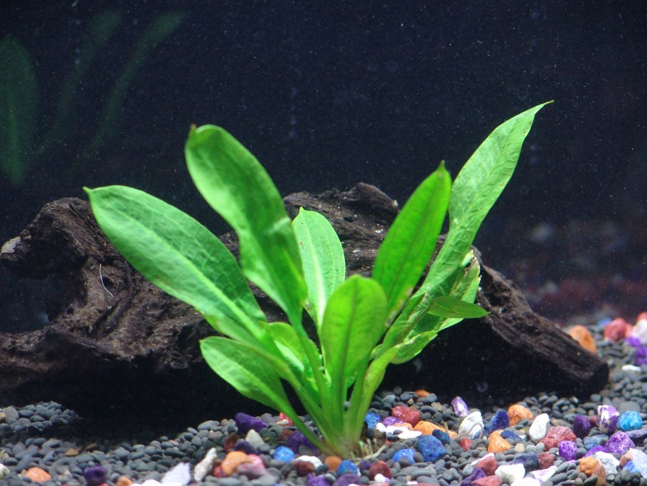 Криптокорина балансе таиландский папоротник