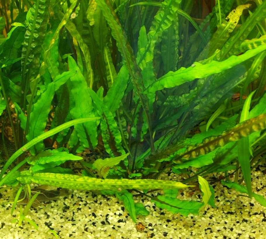 Криптокорина аквариумное