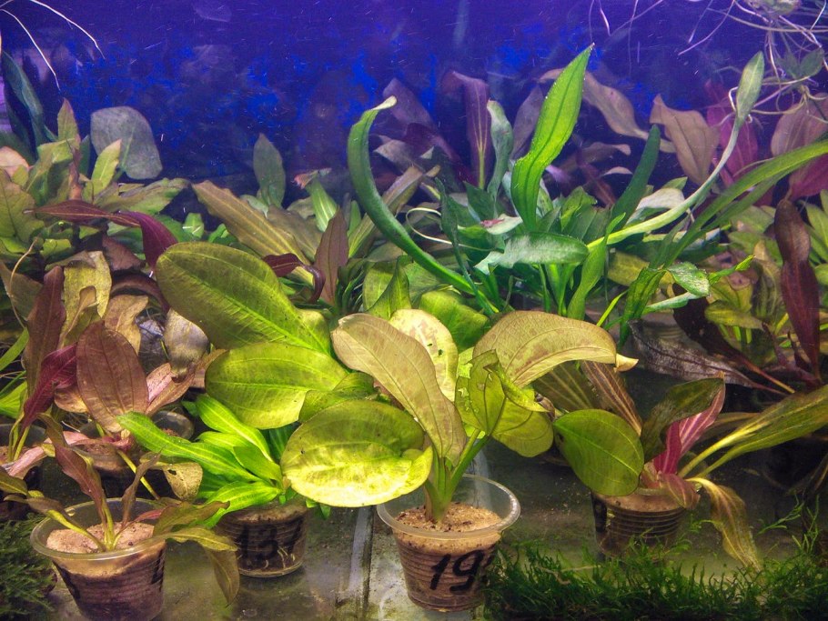 Крептокорина апогенолистная