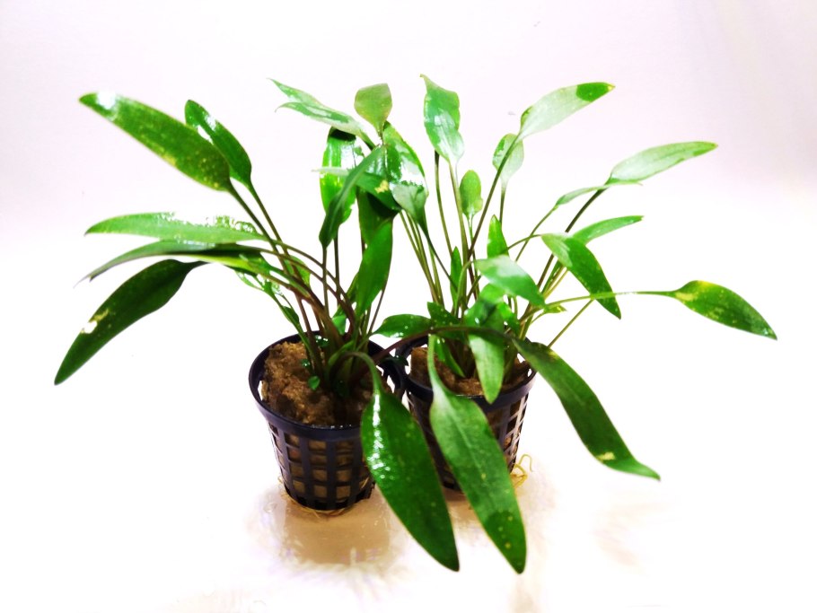 Криптокорина фиолетовая