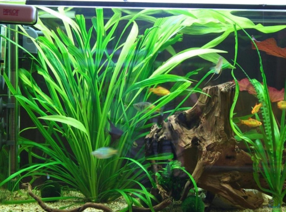 Криптокорина устериана Рэд