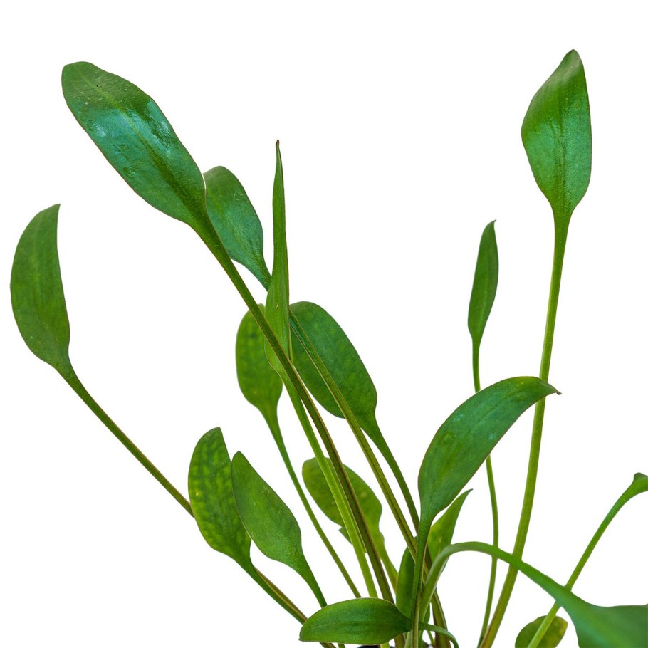 Криптокорина Вендта апоногетонолистная