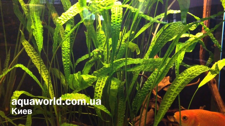 Криптокорина Вендта