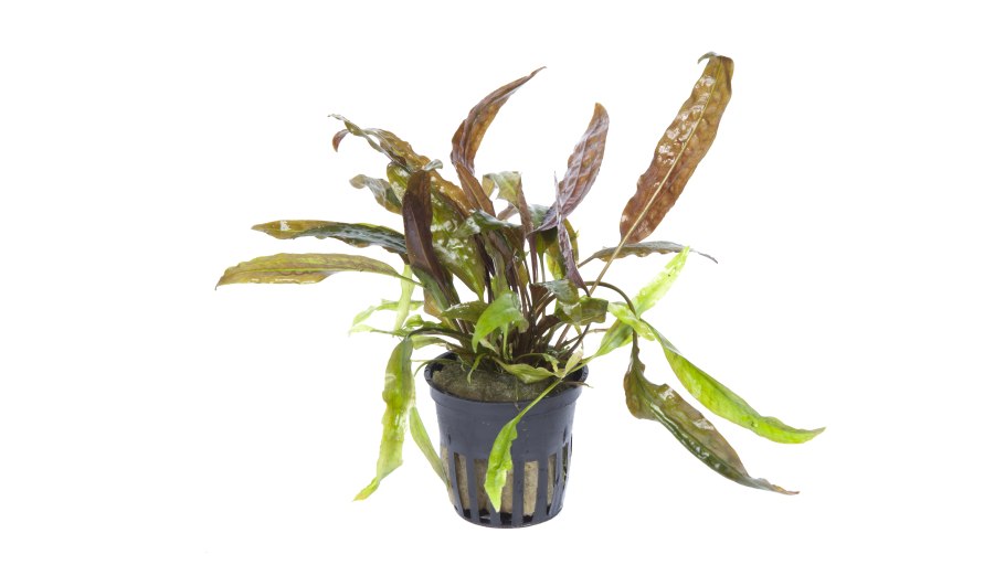 Криптокорина устериана (Cryptocoryne usteriana)
