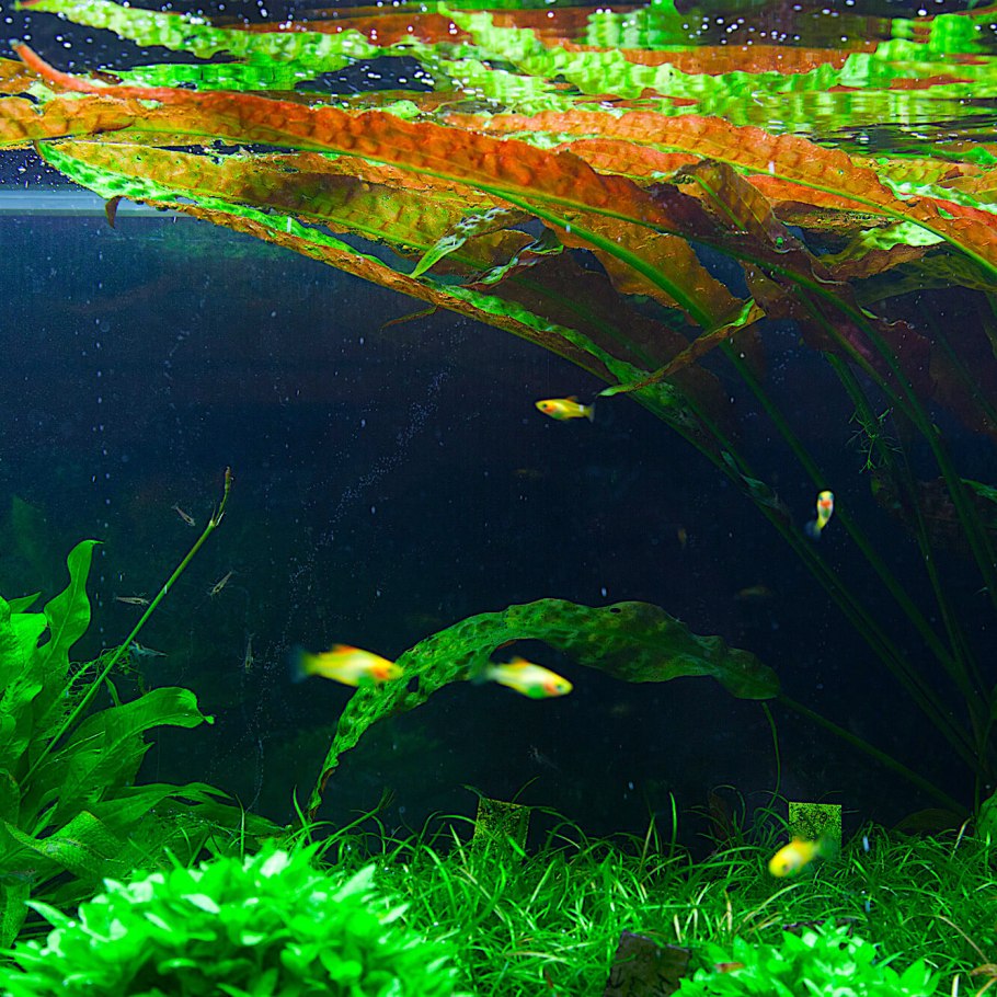 Криптокорина цветение