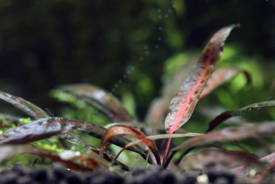 Криптокорина устериана Рэд