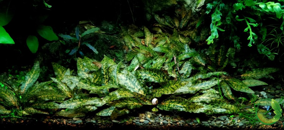 Криптокорина волнистая красная Cryptocoryne undulata 'Red'