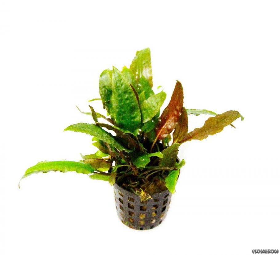 Эхинодорус Асперсус