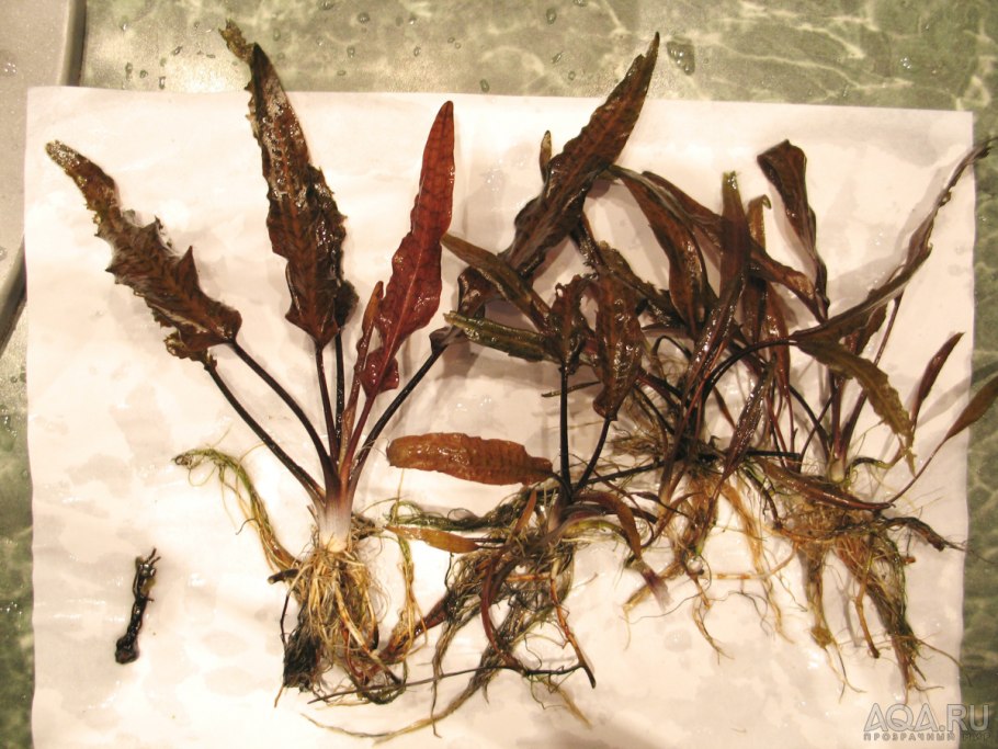 Криптокорина устериана Рэд