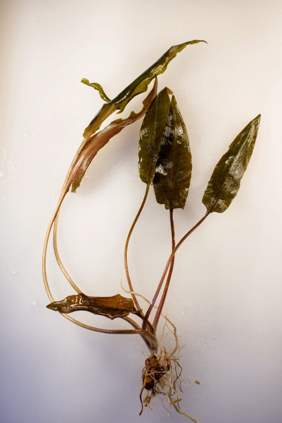 Криптокорина родственная аффинис