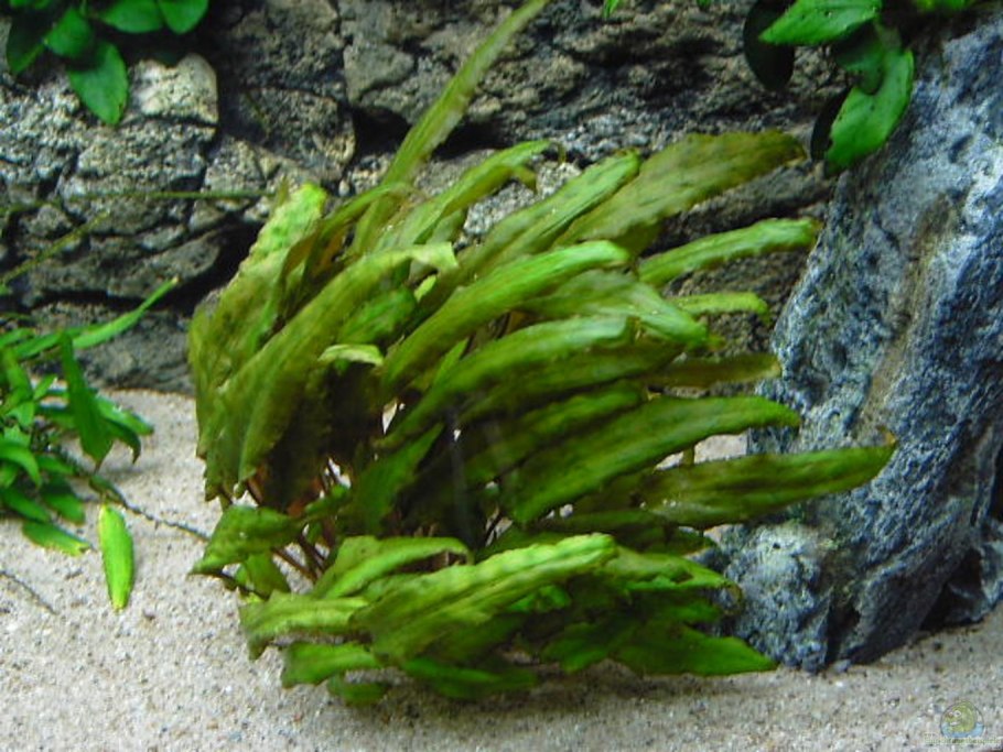 Криптокорина родственная (Cryptocoryne affinis)