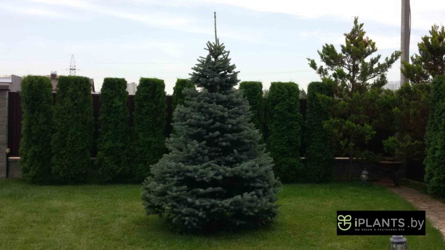 Ель колючая Сербская