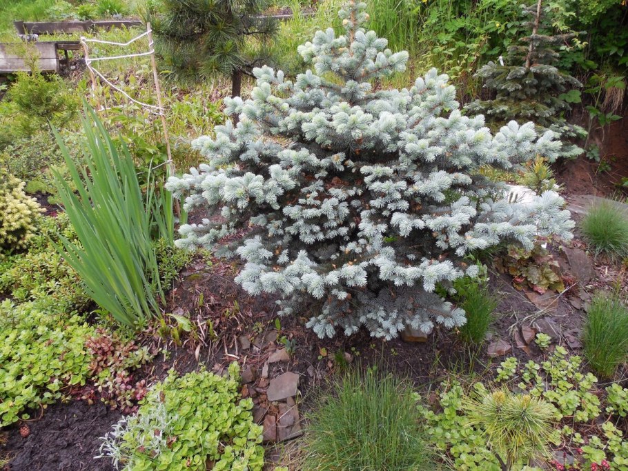 Голубая ель Исеть