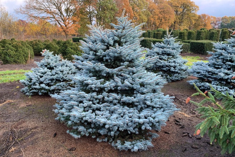 Стрижка голубой ели