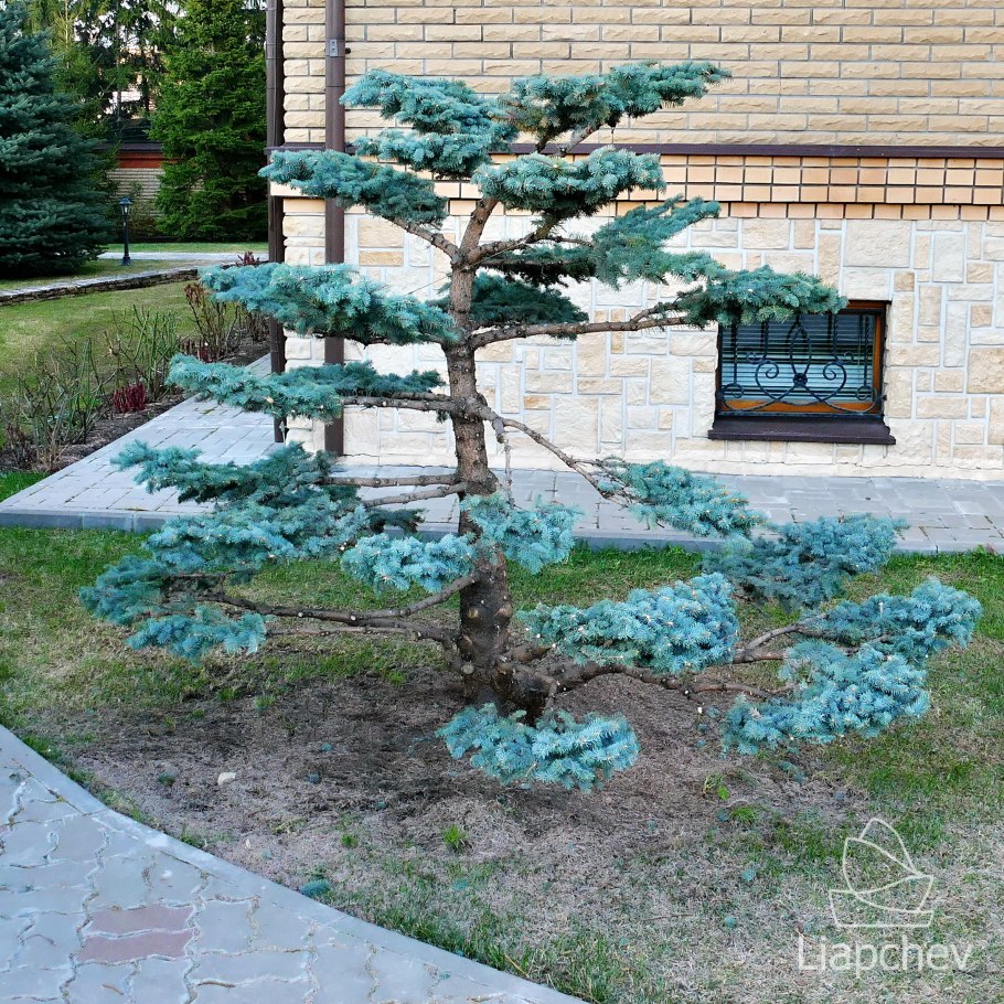 Ель Глаука Глобоза ниваки