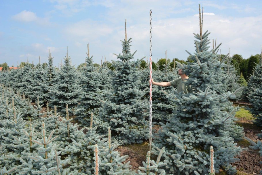 Ель голубая растет колонной