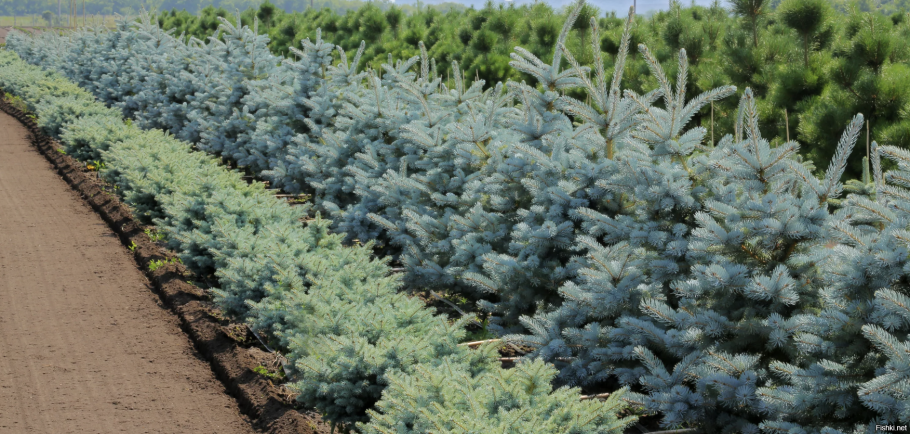 Ель колючая семя