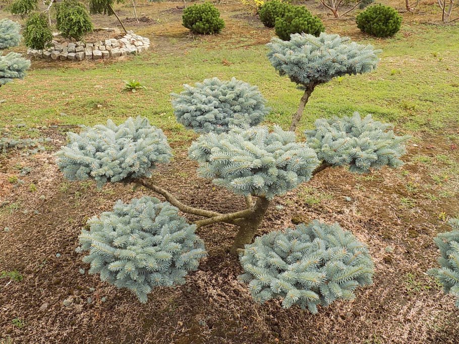 Ель колючая Глаука Глобоза бонсай