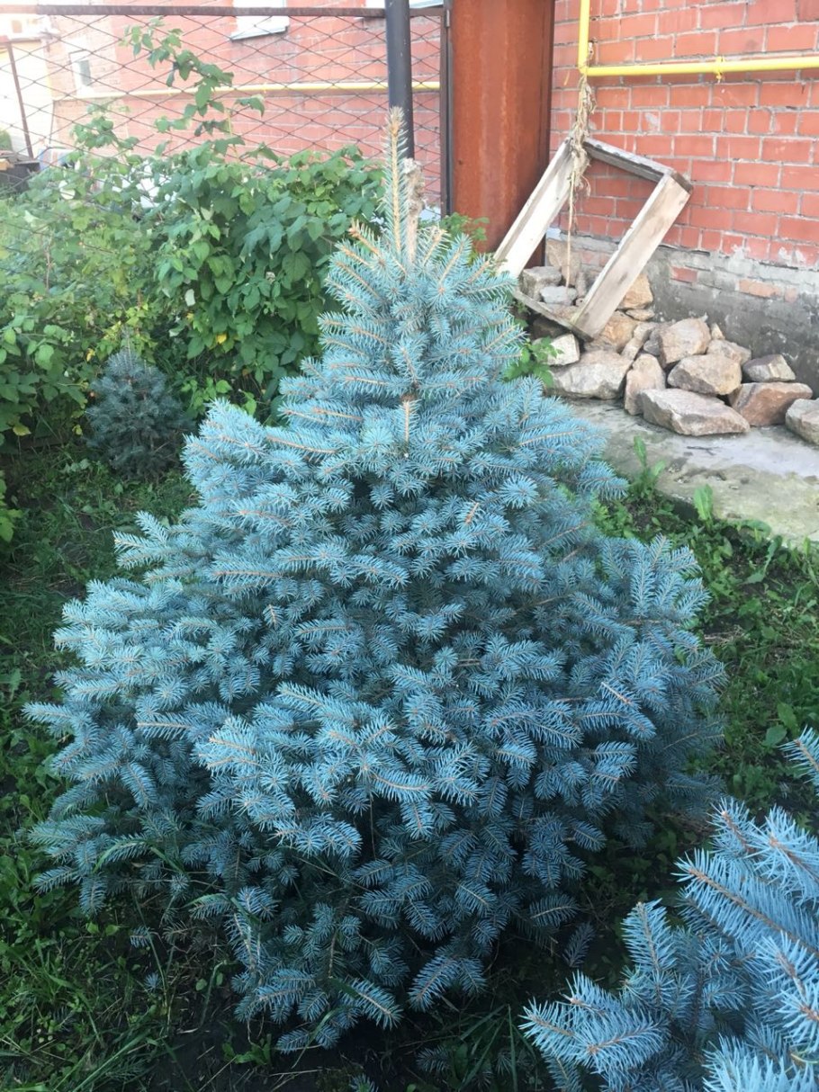 Ель колючая (Picea pungens glauca globosa)