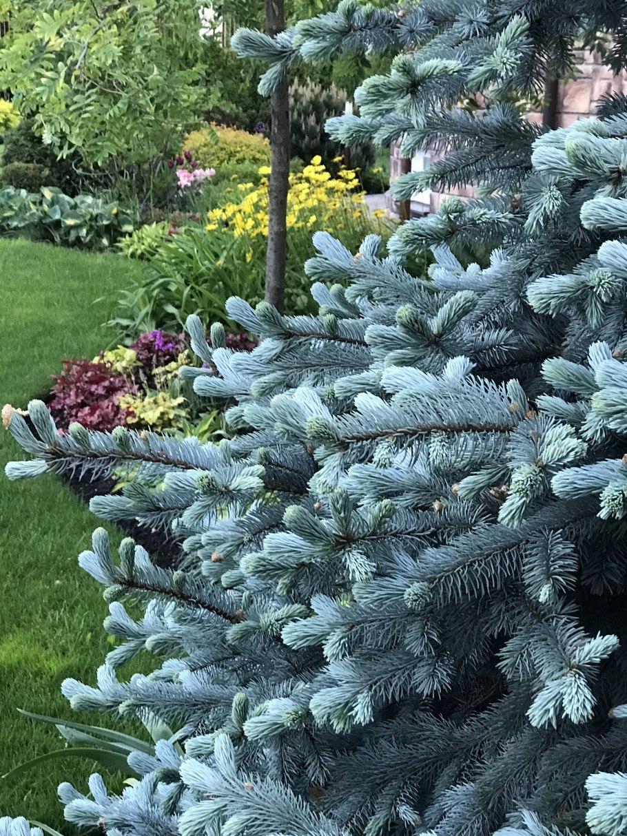 Ель Хупси формирование кроны