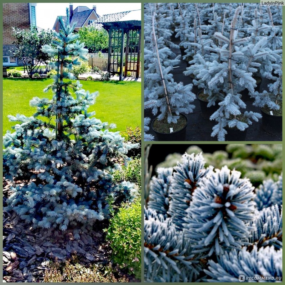 Ель колючая Глаука Глобоза (Picea pungens glauca globosa)