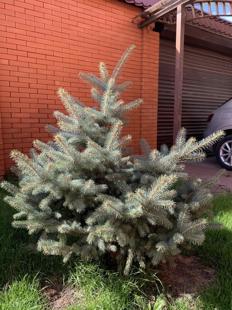 Ель колючая обыкновенная стрижка