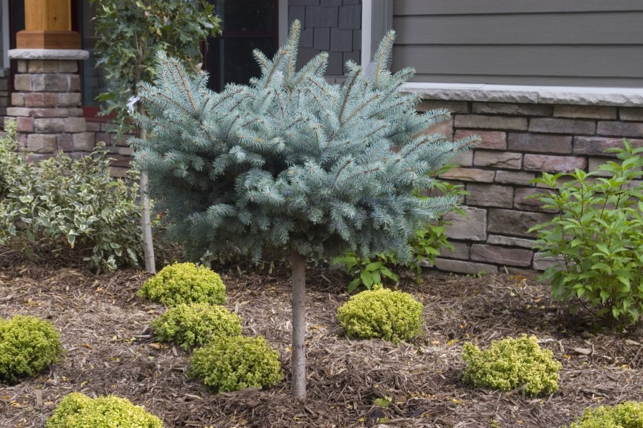 Глаука Глобоза