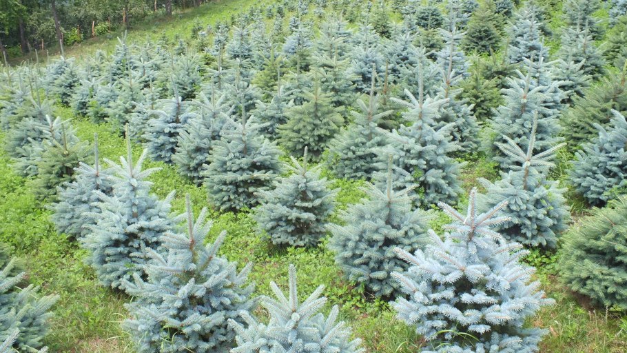 Ель колючая фэт Альберт