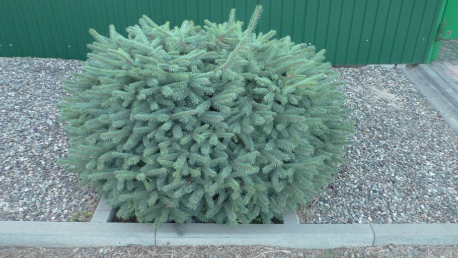 Ель колючая glauca Misty Blue