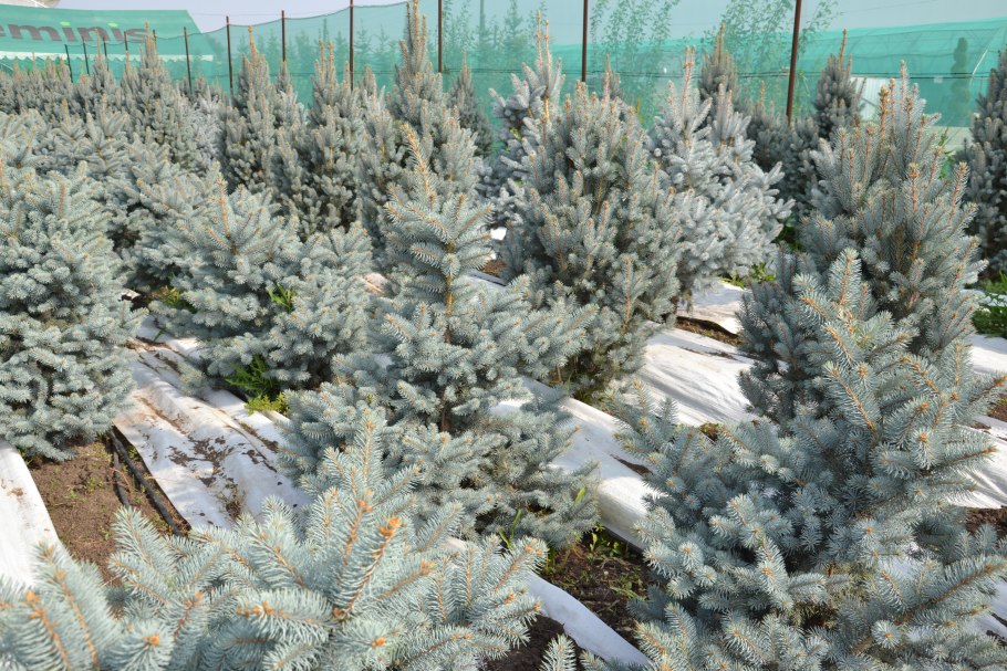 Императорский Лесопитомник