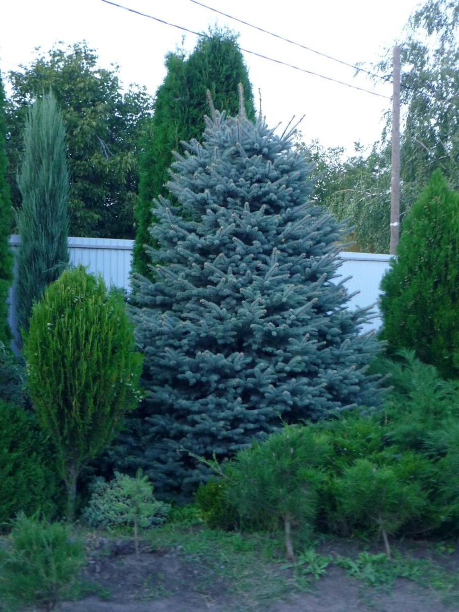 Стрижка можжевельника казацкого ниваки