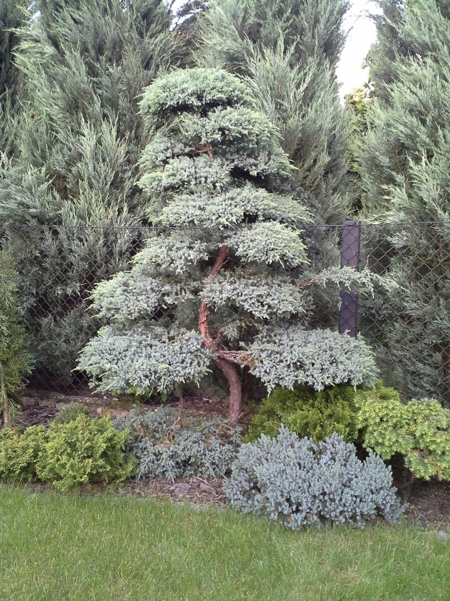 Ель колючая Мисти Блю в ландшафтном дизайне