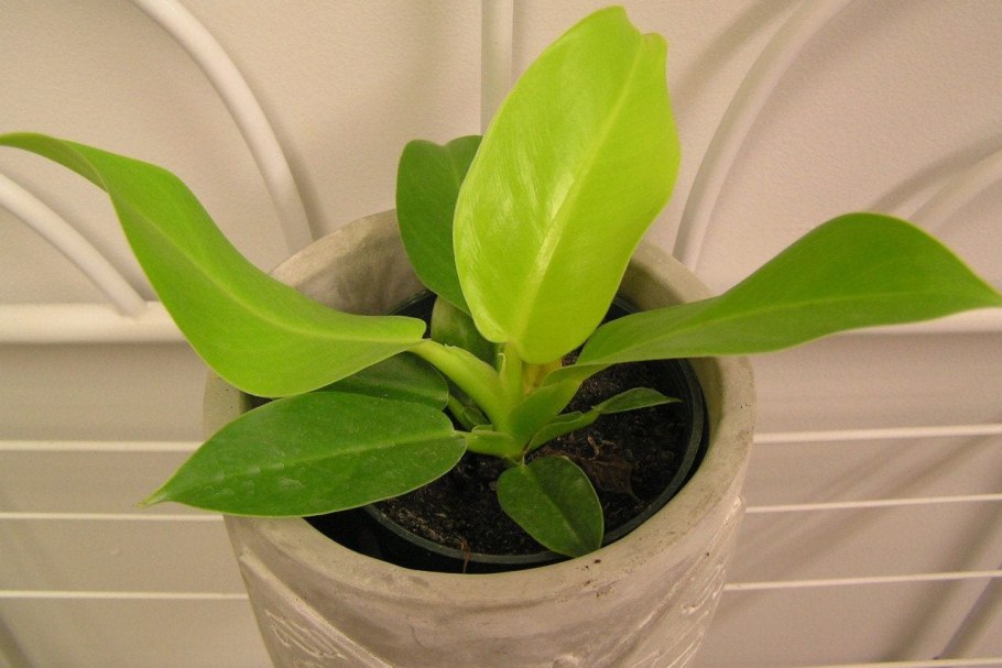 Филодендрон голден мелон