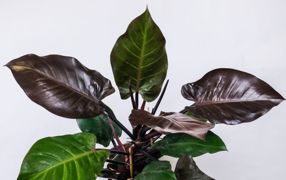 Филодендрон Lemon