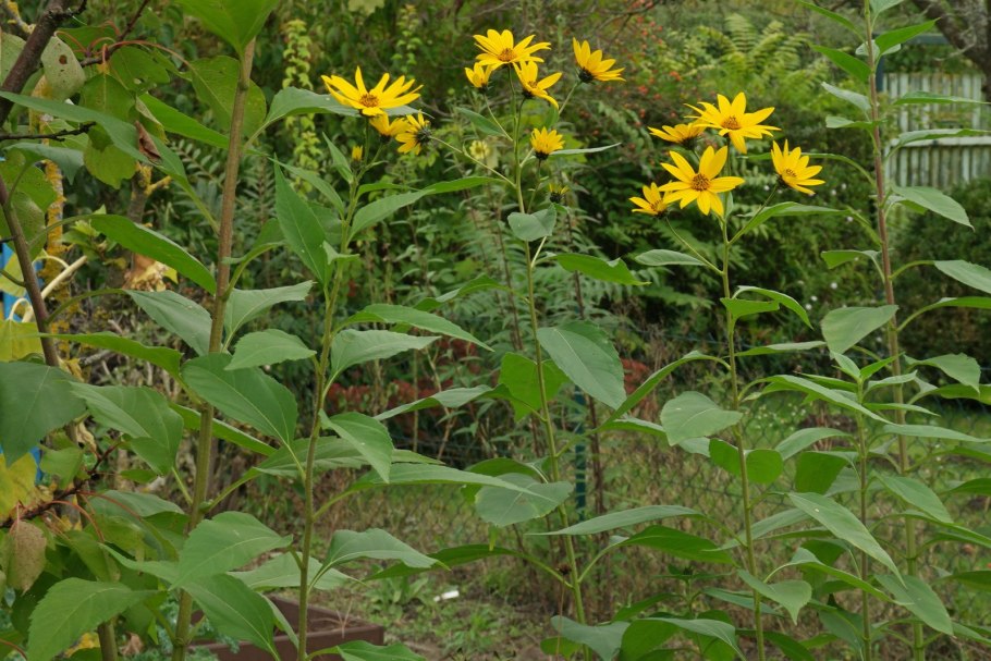 Топинамбур по корейски
