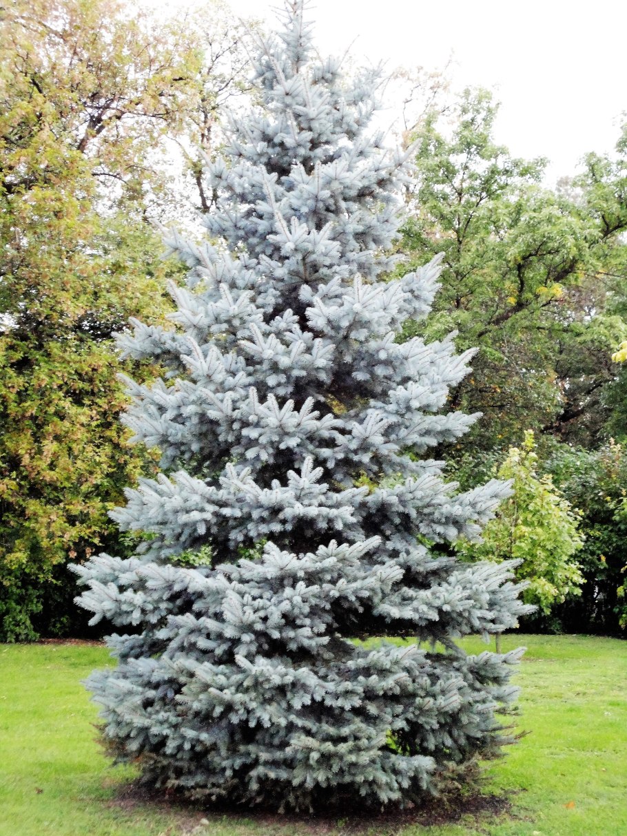 Ель колючая glauca globosa