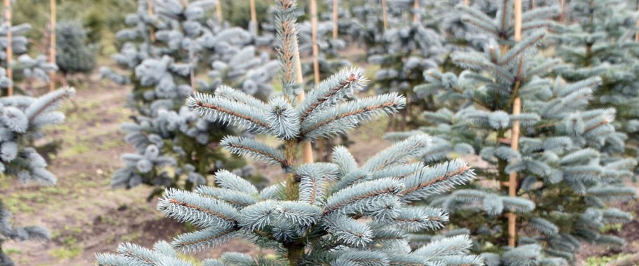 Picea pungens super Blue seedling