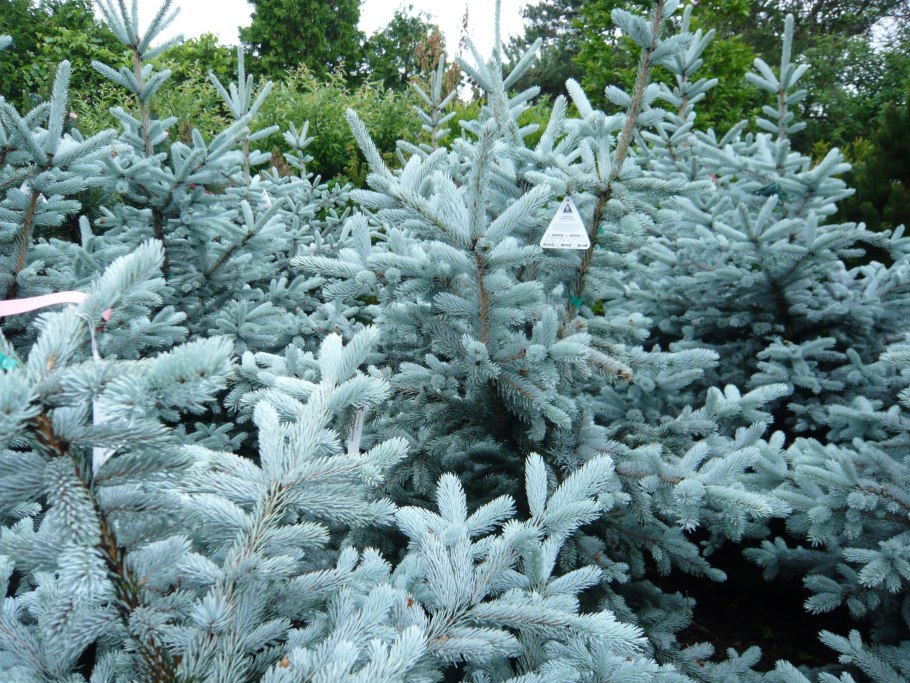 Ель Глаука Мисти Блю