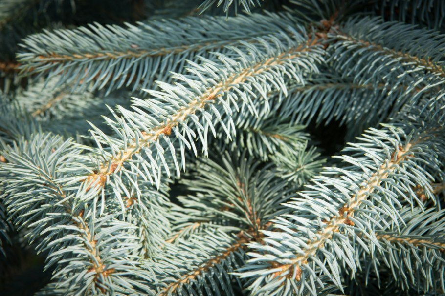 Ель колючая Brynek