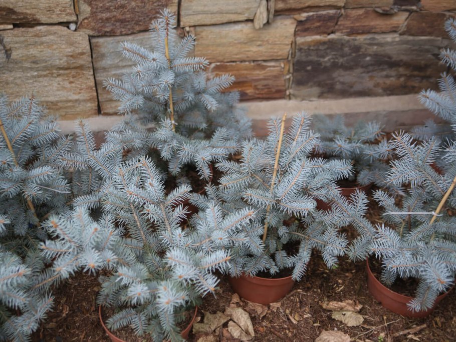 Хупси голубая ель