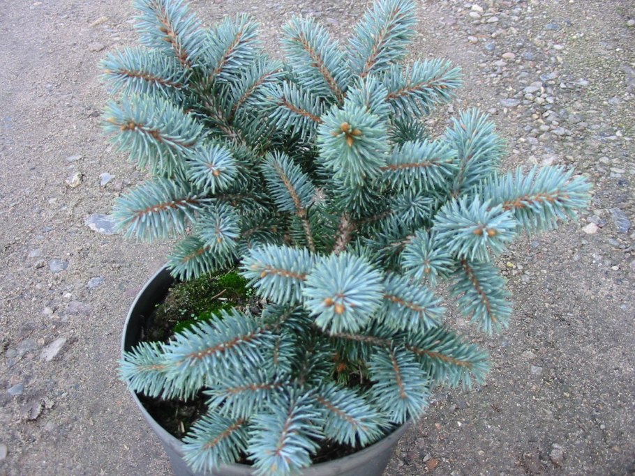Ель колючая Picea pungens