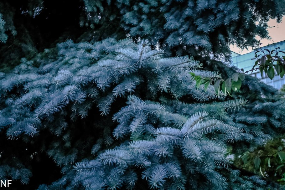 Ель колючая Хупси