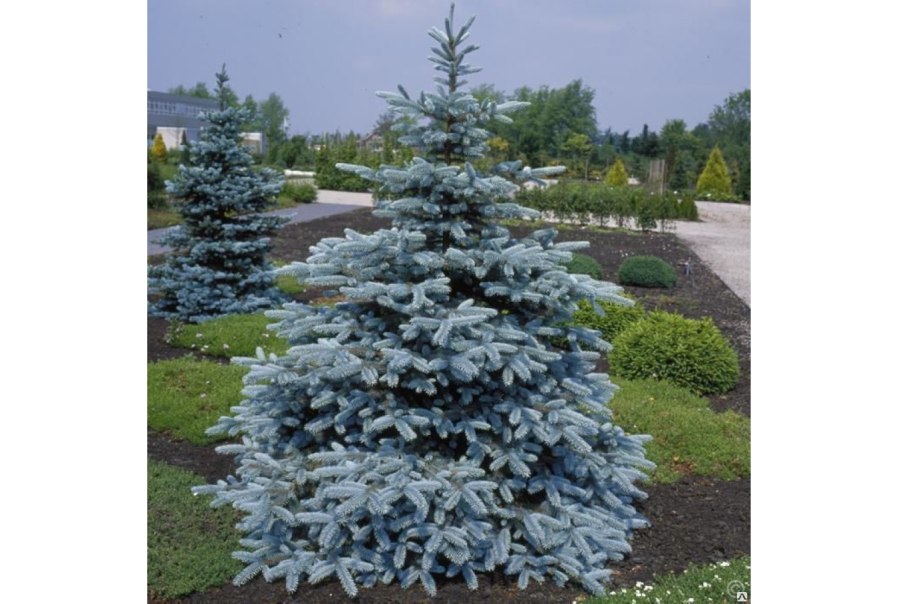 Ель колючая фат Альберт