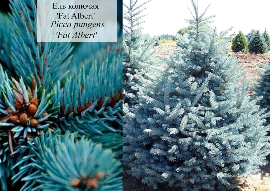 Ель колючая Бизон Блю