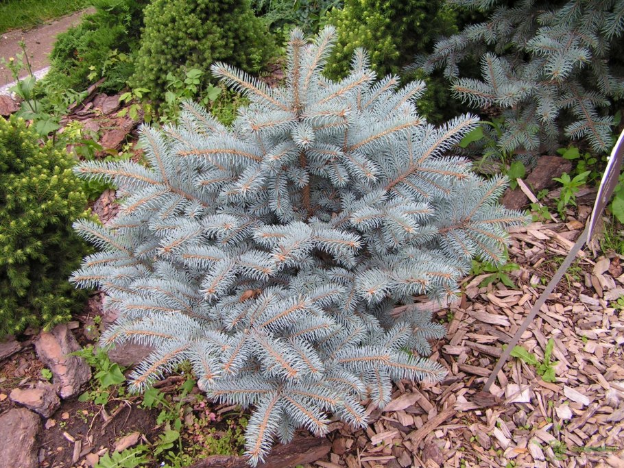Picea pungens Edith
