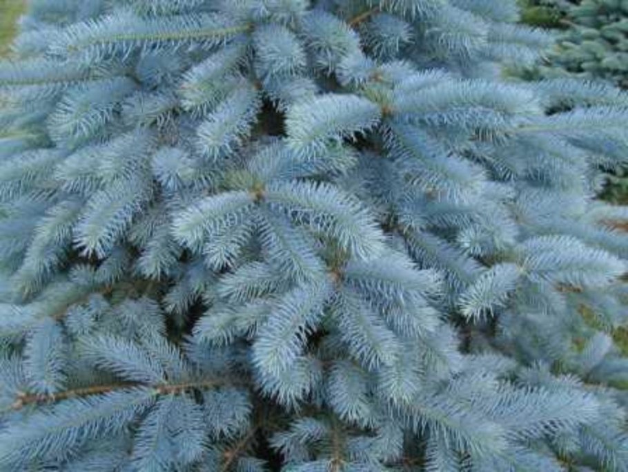 Ель голубая ель колючая
