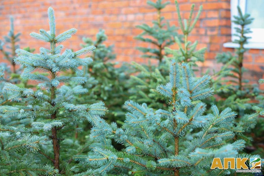 Ель Сибирская сизая